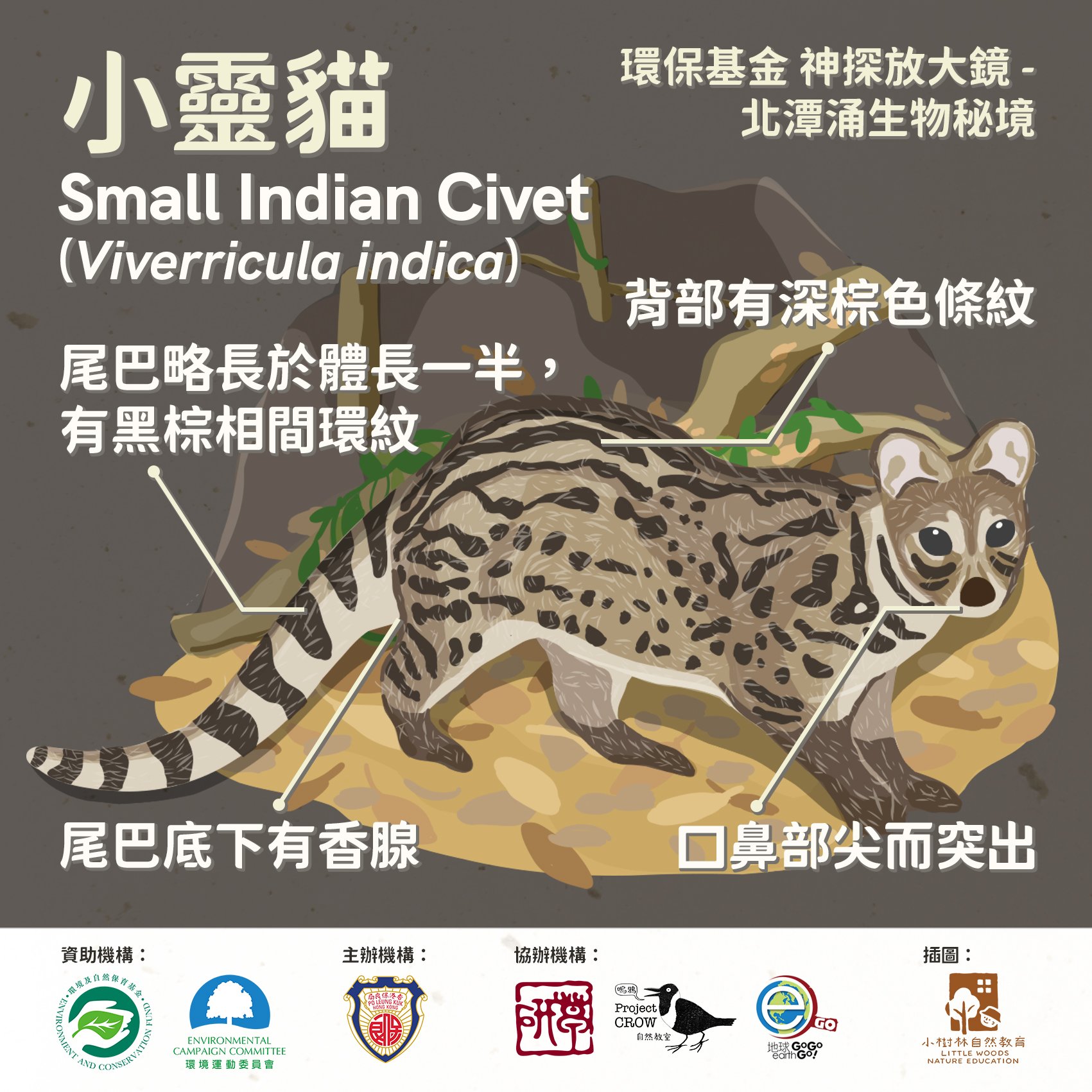 Small Indian Civet